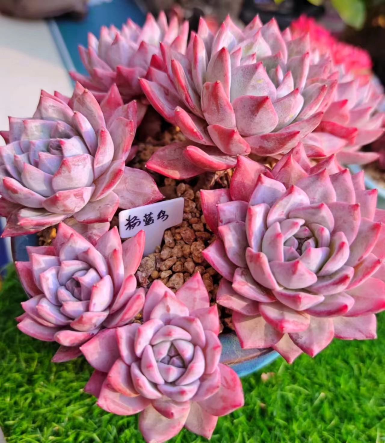 粉色与玫红色区别 粉色玫红色区别图片 