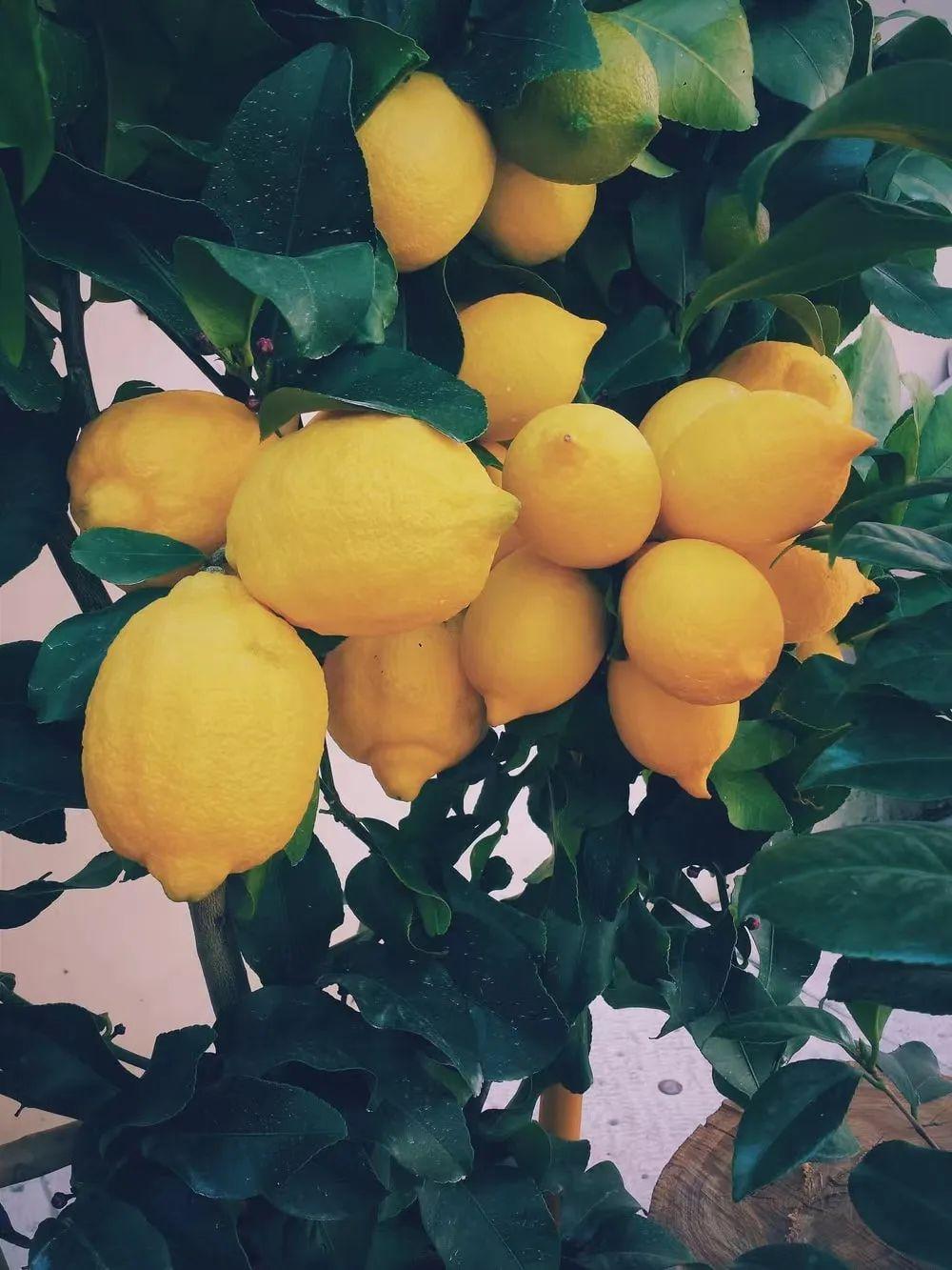 limon和lemon的区别 lemon和lemonade的俗语 
