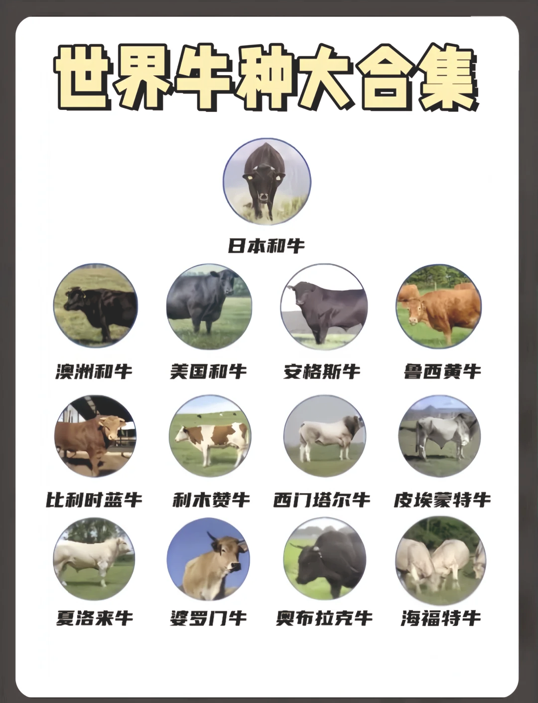 公牛NL什么区别 公牛各系列有何区别 