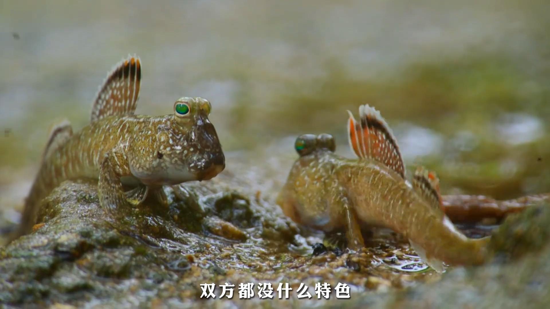 鱼和熊掌的区别 鱼和熊掌的区别是什么 