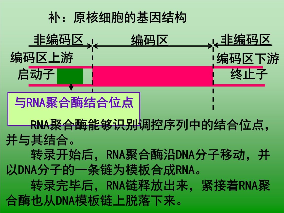orf和cds区别 orf cds 区别 