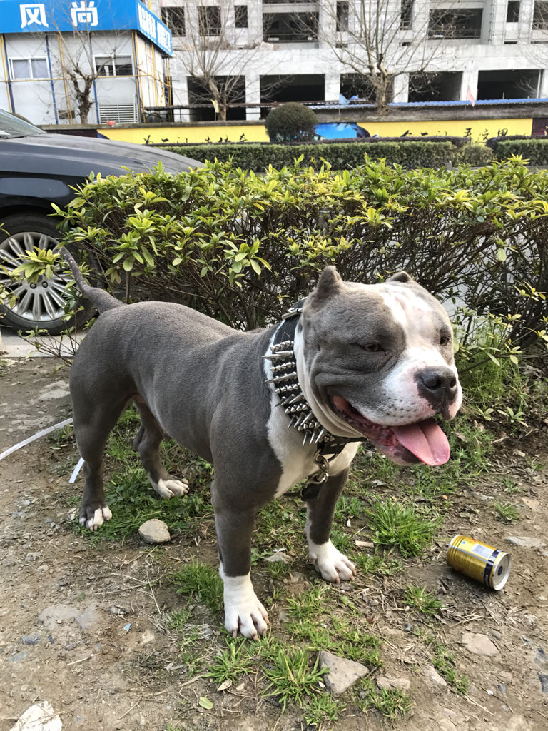 新版比特犬的尾巴区别 比特犬断尾好还是不断好 