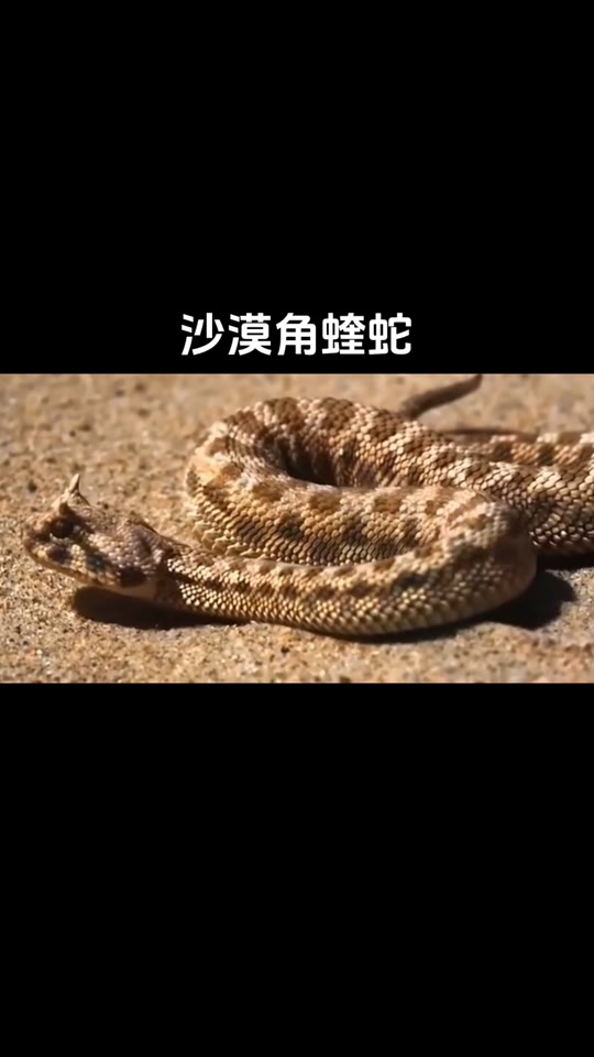 蝮蛇和蝰蛇的区别 蝮蛇和蝰蛇的区别图解 