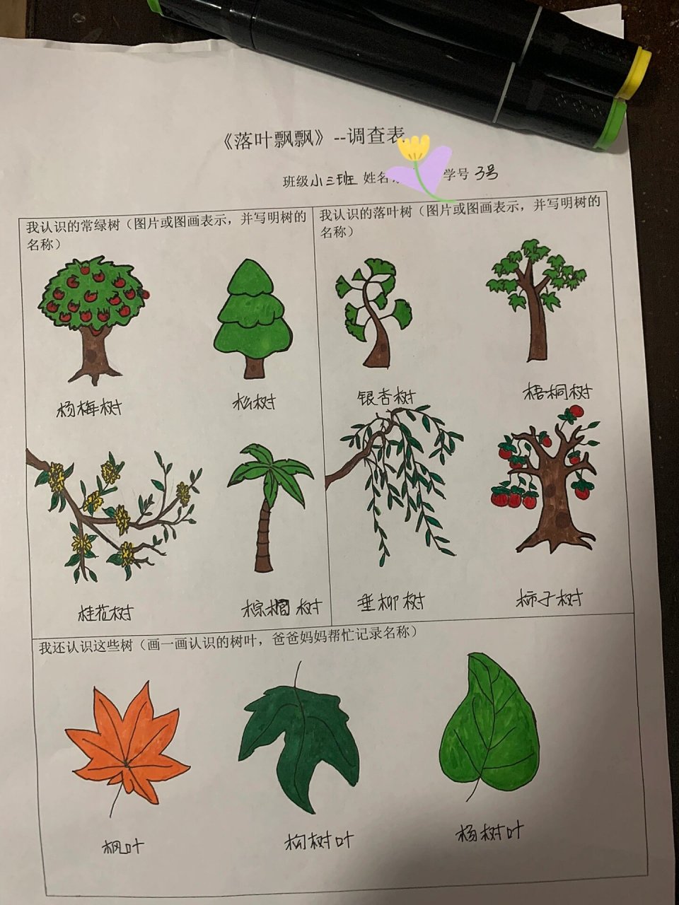 树和树区别 树和树什么意思 
