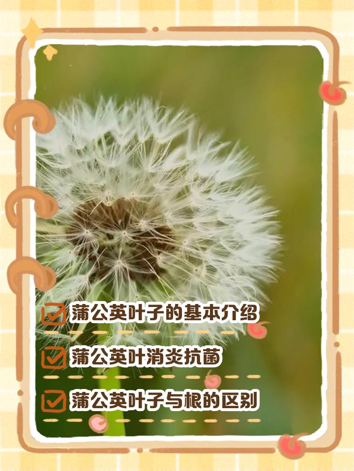 蒲公英区别 翅果菊与蒲公英区别 